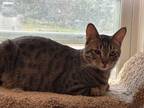 Adopt Matteo (part Bengal/Mau) a Spotted Tabby/Leopard Spotted Bengal (short