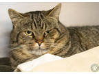 Adopt Arthur a Brown Tabby Domestic Shorthair / Mixed (short coat) cat in