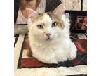 Adopt Honey a White (Mostly) Turkish Van (short coat) cat in Fairfax