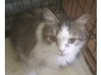 Adopt Joy a Gray, Blue or Silver Tabby Domestic Shorthair (short coat) cat in