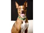 Adopt Stitch a Brown/Chocolate Australian Cattle Dog / Mixed dog in Jacksonville
