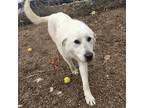 Adopt Savannah a Akbash / Mixed Breed (Medium) / Mixed dog in Heber