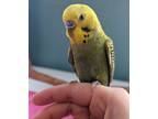 Adopt Evan a Budgie bird in St. Louis, MO (41016175)