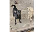 Adopt Otto a Black Chiweenie / Mixed dog in Riverview, FL (41034675)