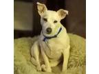 Adopt George Harrison +~ a Rat Terrier / Jack Russell Terrier / Mixed dog in