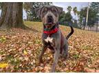 Adopt Thoren a Rottweiler / Pit Bull Terrier / Mixed dog in San Gabriel
