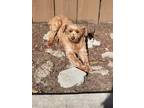 Adopt Leona a Brown/Chocolate Poodle (Miniature) / Terrier (Unknown Type