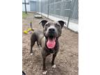 Adopt Trix a American Staffordshire Terrier / Mixed dog in New Bern