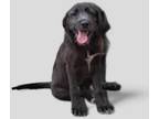Adopt Fibonacci Sequins a Airedale Terrier / Catahoula Leopard Dog / Mixed dog