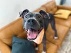 Adopt Rocky Baez a Gray/Blue/Silver/Salt & Pepper American Staffordshire Terrier