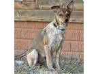 Adopt Tostado a Rat Terrier / Terrier (Unknown Type, Medium) / Mixed dog in