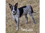 Adopt Taquito a Black - with White Rat Terrier / Terrier (Unknown Type
