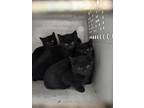 Adopt Prancer a All Black Domestic Mediumhair / Mixed Breed (Medium) / Mixed