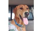 Adopt Oakley a Red/Golden/Orange/Chestnut Mixed Breed (Large) / Mixed dog in