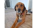 Adopt Brody a Red/Golden/Orange/Chestnut Boxer / Labrador Retriever / Mixed dog
