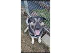 Adopt Bentley a German Shepherd Dog / Great Pyrenees / Mixed dog in Tahlequah