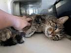 Adopt Bubz a Brown Tabby Domestic Shorthair (short coat) cat in Kalamazoo
