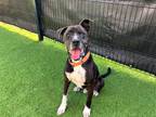 Adopt KOREY a Black Boxer / Mixed dog in Tustin, CA (40612873)
