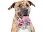 Adopt Bear a Brindle Mastiff / American Pit Bull Terrier / Mixed dog in Colorado