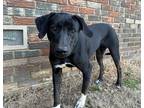 Adopt Blakely a Black - with White Labrador Retriever / Black Mouth Cur / Mixed