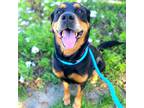 Adopt Bella a Tricolor (Tan/Brown & Black & White) Rottweiler / Labrador