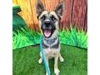 Adopt Quill a Tan/Yellow/Fawn - with Black German Shepherd Dog / Akita / Mixed