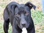 Adopt Jet a Black - with White Boxer / Labrador Retriever / Mixed dog in