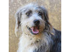Adopt Scottie a Brown/Chocolate Airedale Terrier / Mixed Breed (Medium) / Mixed