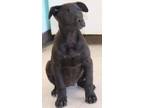 Adopt Pippa a Black Terrier (Unknown Type, Medium) / Labrador Retriever dog in