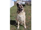 Adopt 83717 Loki a Tan/Yellow/Fawn German Shepherd Dog / Mixed Breed (Medium) /