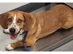 Adopt 160995 a Brown/Chocolate Basset Hound / Mixed Breed (Medium) / Mixed
