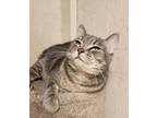 Adopt Shego a Gray or Blue Domestic Shorthair / Mixed Breed (Medium) / Mixed