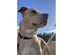 Adopt Manny a Tan/Yellow/Fawn - with White American Staffordshire Terrier /