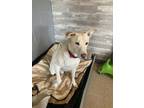 Adopt Theodore a Red/Golden/Orange/Chestnut Labrador Retriever / Mixed Breed