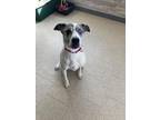 Adopt Rosie a White Terrier (Unknown Type, Medium) / Mixed Breed (Medium) /