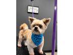 Adopt Gizmo a Shih Tzu / Mixed dog in Effingham, IL (39918678)