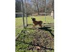 Adopt Max a Tan/Yellow/Fawn Boxer / Mixed dog in Shinnston, WV (41031681)