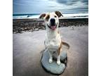Adopt Bailey a White Great Dane / Terrier (Unknown Type, Medium) / Mixed (short