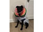 Adopt Ranger a Black Labrador Retriever / American Pit Bull Terrier / Mixed dog