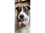 Adopt Kong a Tricolor (Tan/Brown & Black & White) Mastiff / St.