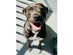 Adopt Edie a Brindle Terrier (Unknown Type, Small) / Pit Bull Terrier / Mixed