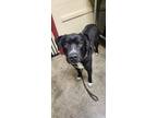 Adopt Scoobs a Black - with White Mastiff / Mixed dog in Shinnston