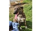 Adopt TIGER STRIPE a Black Catahoula Leopard Dog / Mixed Breed (Medium) / Mixed