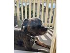 Adopt Raisin a Brindle - with White Plott Hound / Mixed dog in Davis