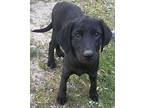Sniffer Dog Kitty Labrador Retriever Puppy Female