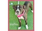 WAFFLES American Bulldog Adult Female