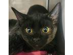 Manny Domestic Shorthair Kitten Male