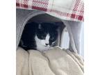 Adopt Sunshine a Black & White or Tuxedo Domestic Shorthair (short coat) cat in