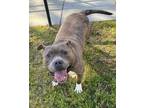 Adopt Sir Charms a Brindle - with White Staffordshire Bull Terrier / Mixed dog