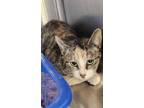 Adopt Veruca a Brown Tabby Domestic Shorthair / Mixed Breed (Medium) / Mixed